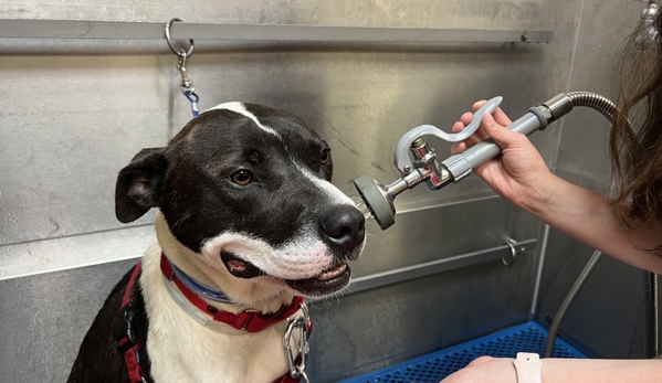 Pet Wash & Grooming Hikes Point - Louisville, KY