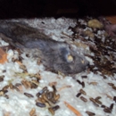 Hall Pest Management - Bee Control & Removal Service