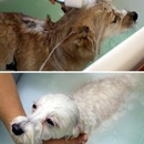 Riverside Pet Grooming - Pet Grooming