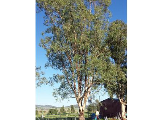 Bell's Tree Service - Wallamore, NSW