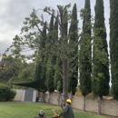 Salim's Tree Service - Tree Service