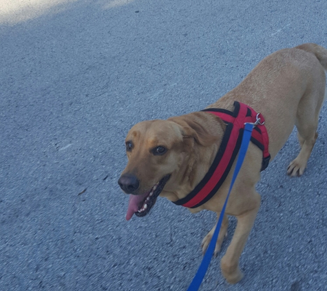 Fluffy's Day Out - Miami Beach, FL. Dog walking