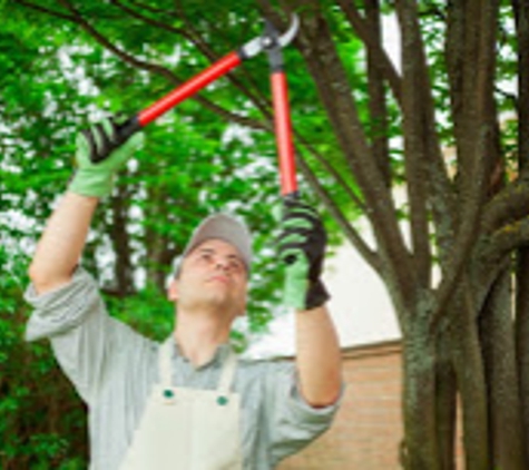 Limbs & Things Tree Service - Loveland, CO