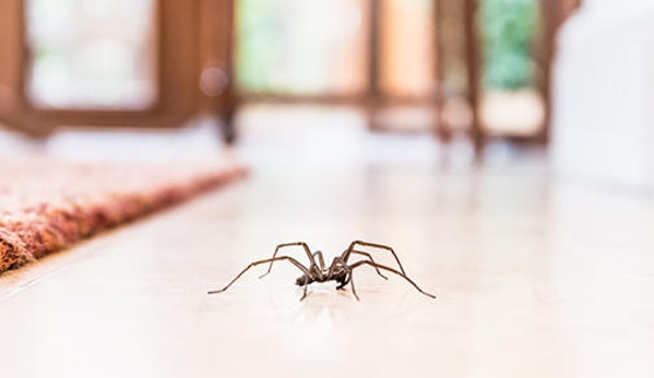 Waltham Pest Services - Milford, CT