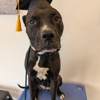 Dog Training Elite Greater Cleveland gallery