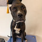 Dog Training Elite Greater Cleveland