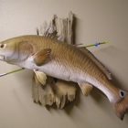 Wildlife Reflections Taxidermy