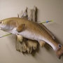 Wildlife Reflections Taxidermy