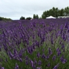 Jardin du Soleil Lavender gallery