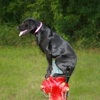 Off-Leash K9 Indianapolis Dog Training gallery