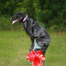 Off-Leash K9 Indianapolis Dog Training - Pet Services