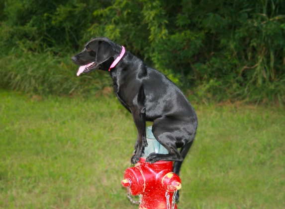 Off-Leash K9 Indianapolis Dog Training - Anderson, IN