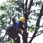 Birchcrest Tree & Landscape