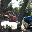 The Tree Company - Tree Service