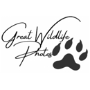 Great Wildlife Photos - Photography & Videography