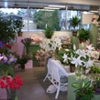 Basket Tree Florist gallery