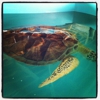 Sea Turtle Inc gallery