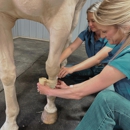 Full Circle Equine Veterinary Services - Veterinarians