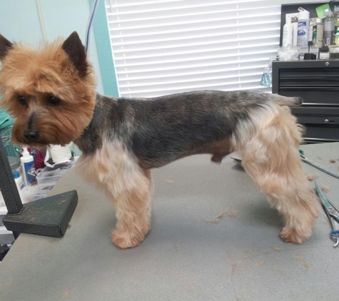 Brittney's Grooming - Fresno, CA