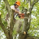 Tree Service Bronx - Cutting & Removal Company