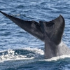 San Diego Whale Watch gallery