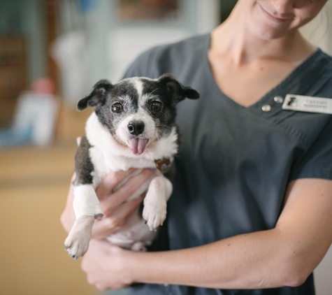 Commonwealth Animal Hospital - Charlotte, NC