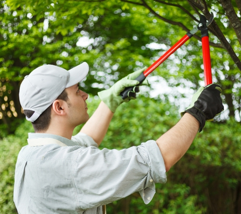 Loyal Tree Service