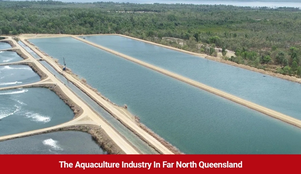 Cheshire Contractors Pty Ltd - Woree, QLD. The Aquaculture Industry In Far North Queensland