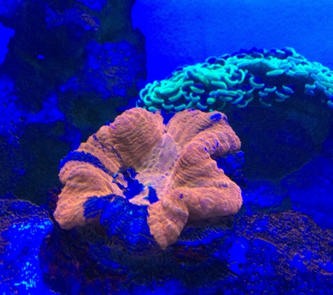 Fish & Coral Paradise - Hialeah, FL