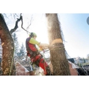 Creative Tree Service - Tree Service