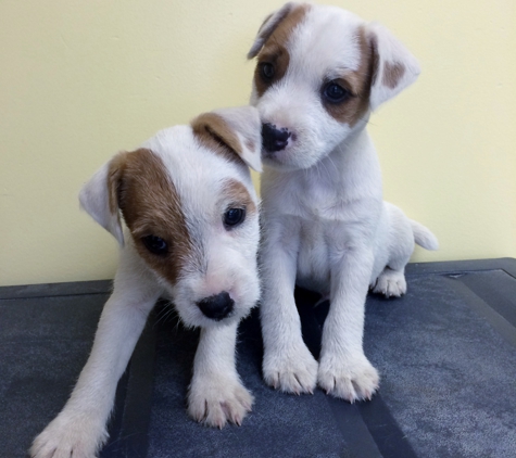 Huckle Hill Jack Russell Terriers - Bernardston, MA