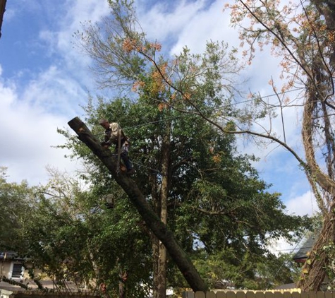 Alpha Tree Service - Jacksonville, FL