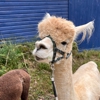 Lilymoore Alpaca Farm gallery