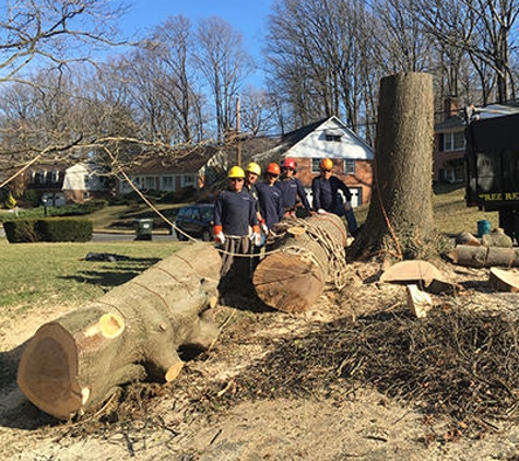 Budget Tree Removal - Fairfax, VA