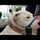 SafeCalm Dog Training Collars & Dog Training/Whispering