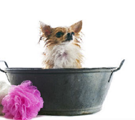 On the spot - In your home pet grooming - Auburn, MA