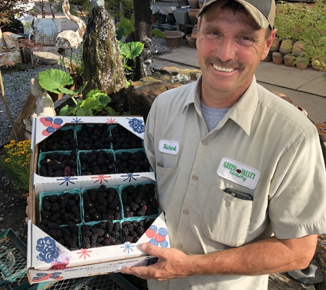 Green Valley Nursery and Landscaping - Florence, AL. Fresh Amish Blackberries