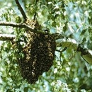 bee swarm removal - Bee Control & Removal Service