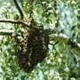 bee swarm removal