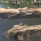 Charles River Canoe & Kayak