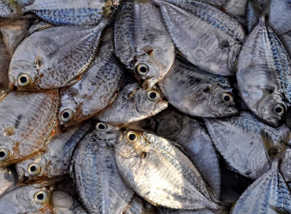 Seaford Bait Pty Ltd - Dandenong, VIC