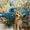 Waggin and Braggin Pet Spa gallery