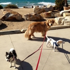 Del Mar Doggers dog walking, dog sitting, overnight stays