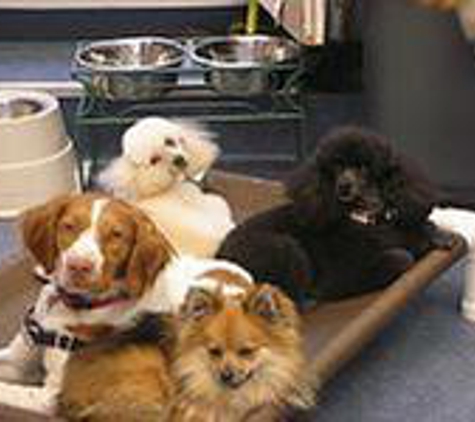 Brookline Dog Grooming, Inc - Brookline, MA