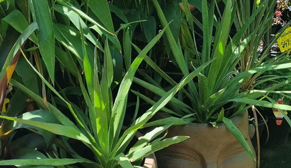 Valley Garden Centre - Kempsey, NSW