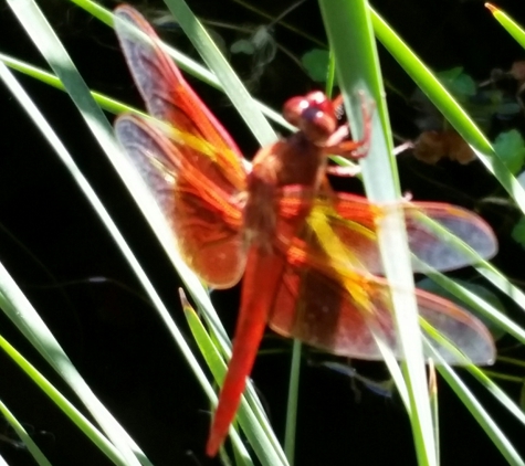 Maintain My Pond - Upland, CA. Dragon fly on cat tails
