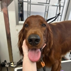 Petsense by Tractor Supply