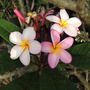 Living Color Garden Center - Fort Lauderdale, FL