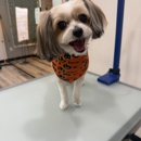 Well Groomed Pets-Queen Creek - Pet Grooming