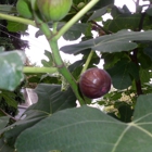 My Italian Fig Tree